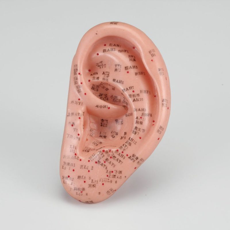 耳模型
