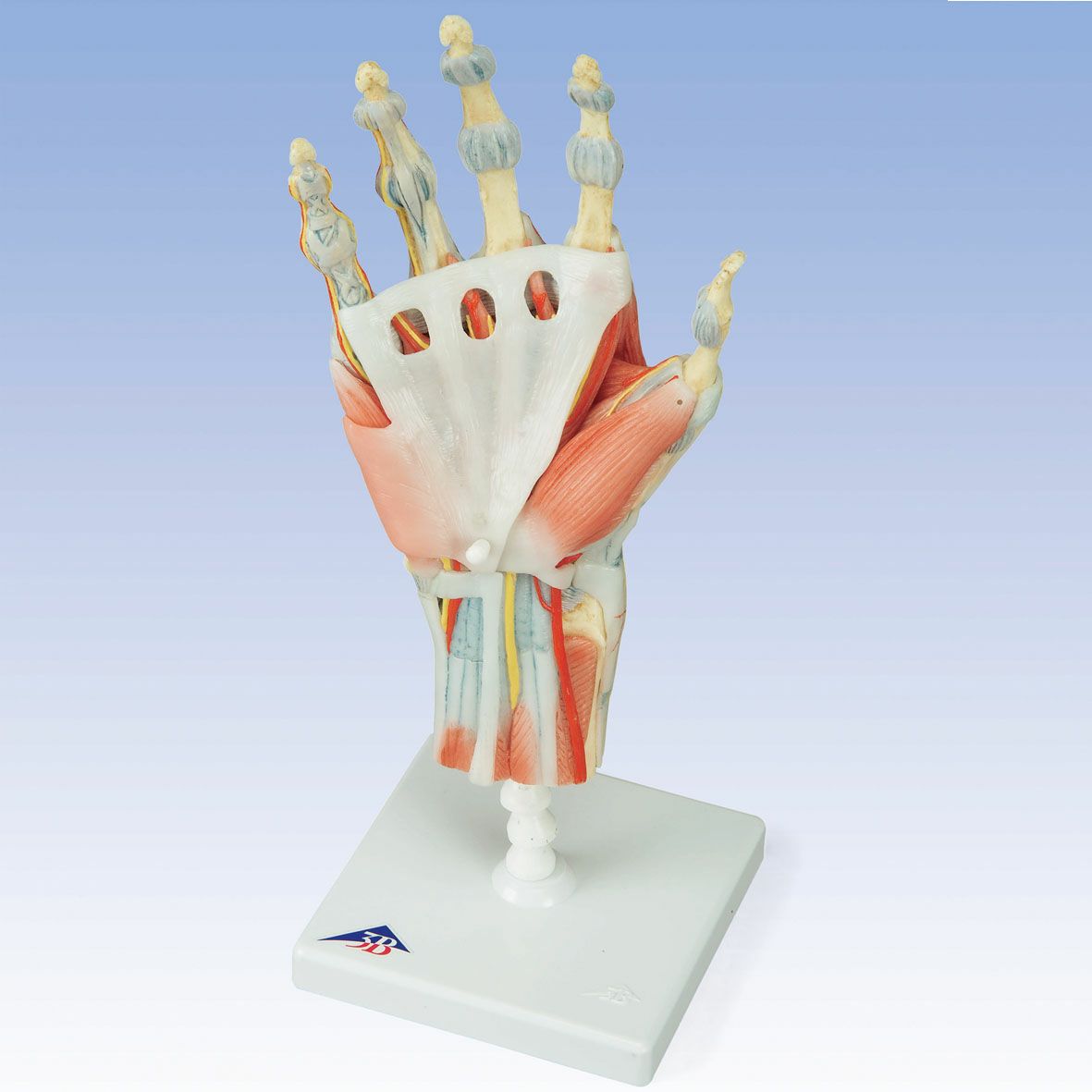 手関節 筋・靭帯付 4分割モデル