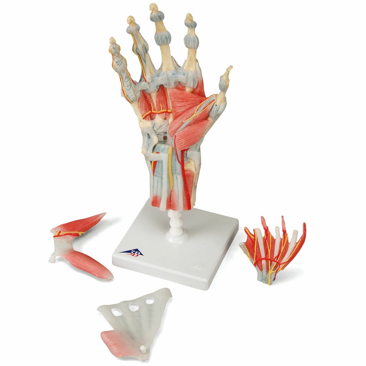 手関節 筋・靭帯付 4分割モデル