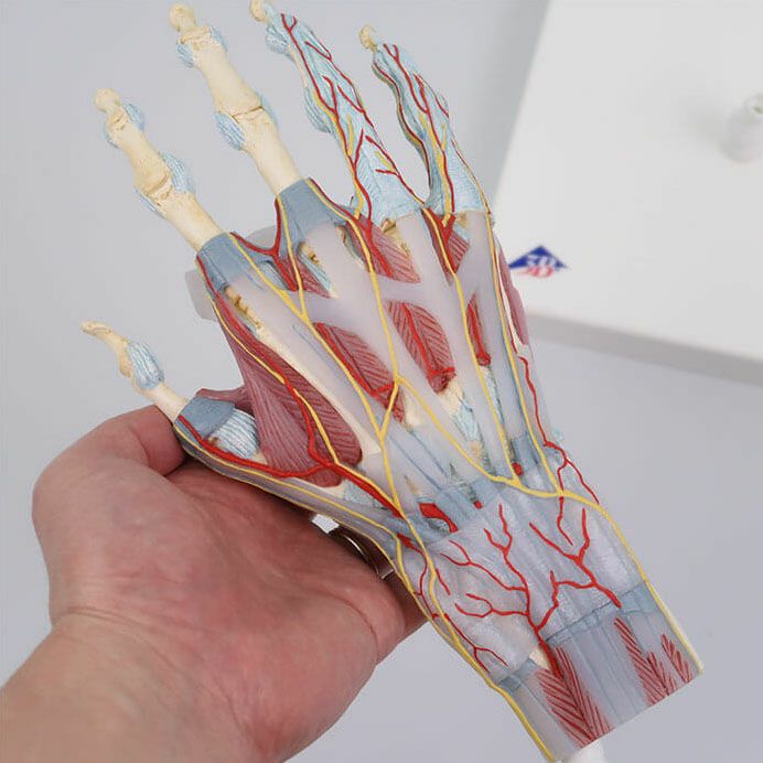 手関節 筋・靭帯付 4分割モデル