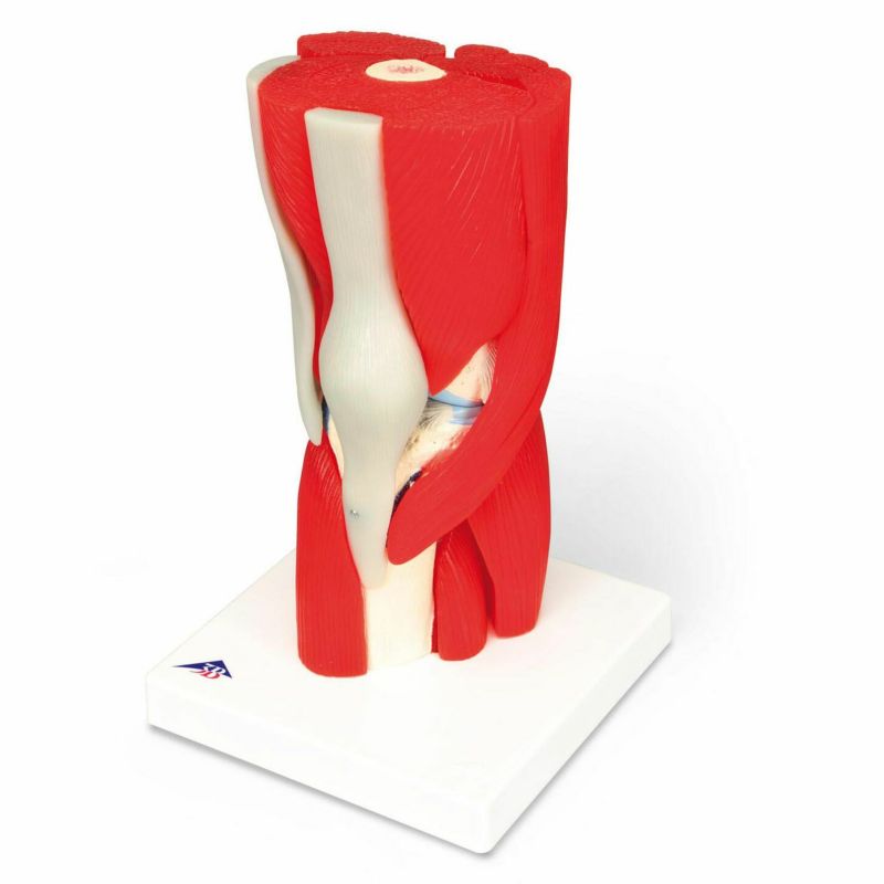 膝関節 筋付12分解モデル