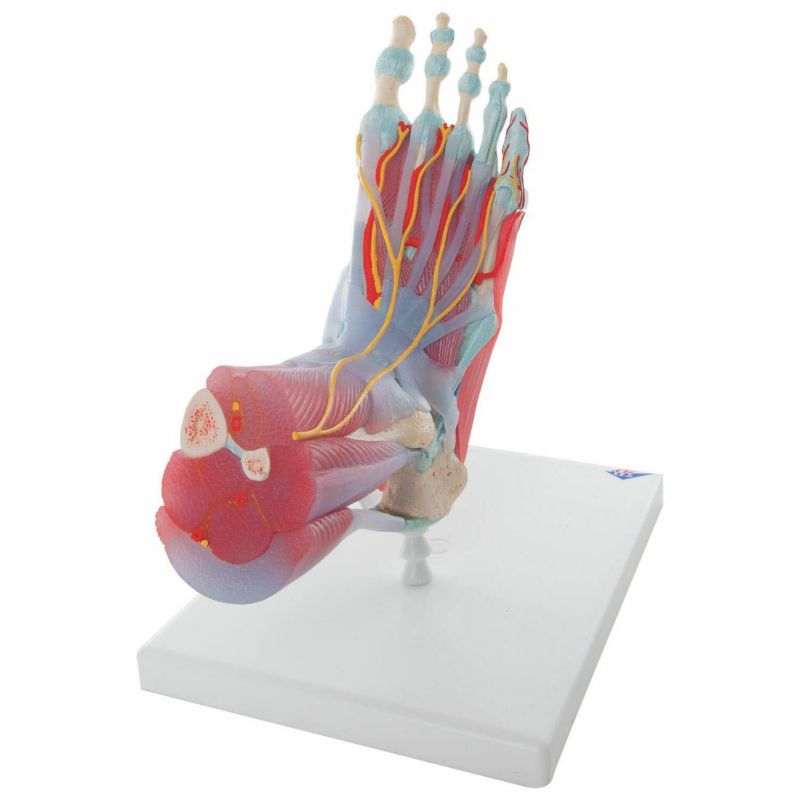 足関節 筋・靭帯付6分解モデル