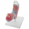 足関節 筋・靭帯付6分解モデル