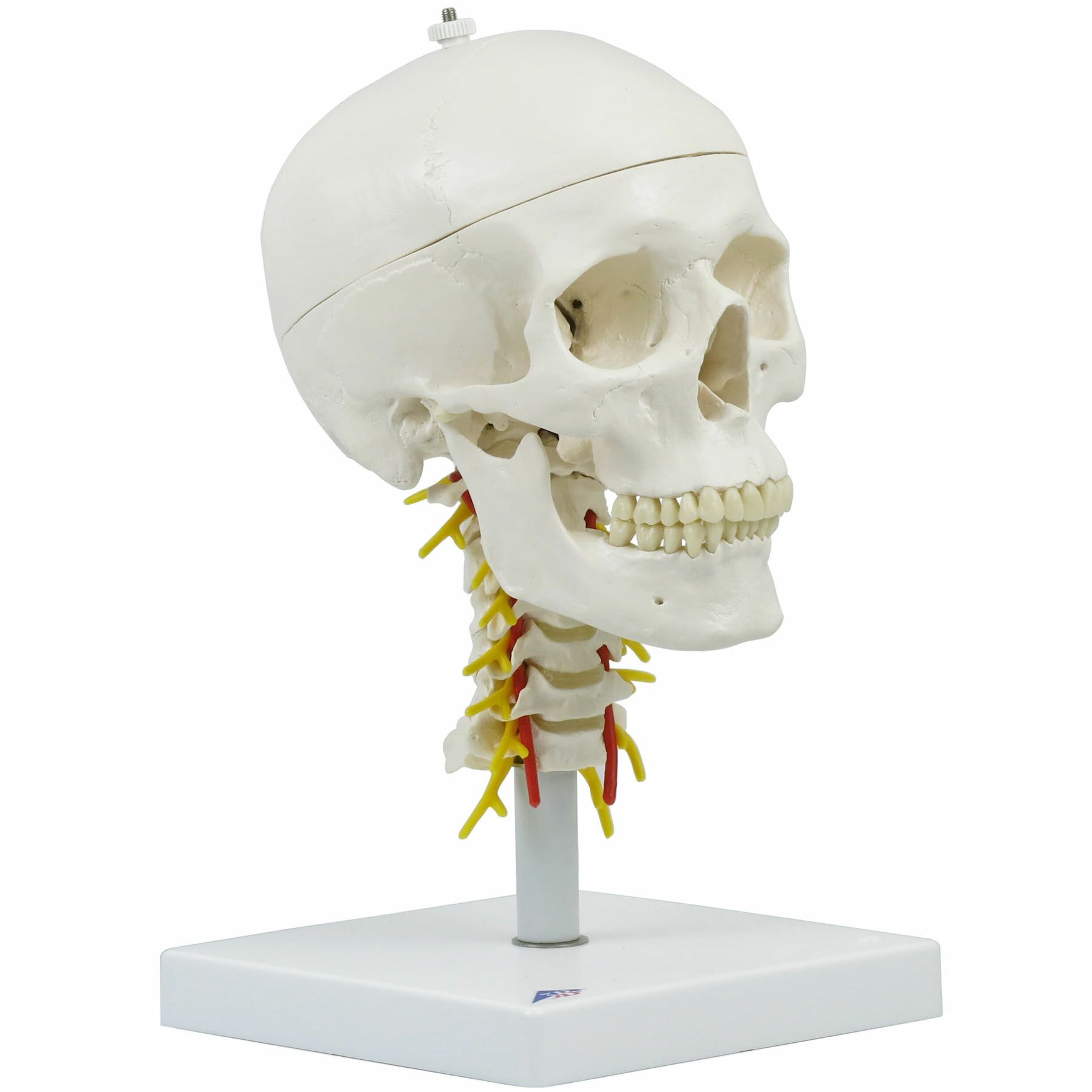 人体模型 骨格モデル 約80cm！カイロ！整体！ エステ！オステ！鍼灸