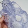 頭蓋透明モデル
