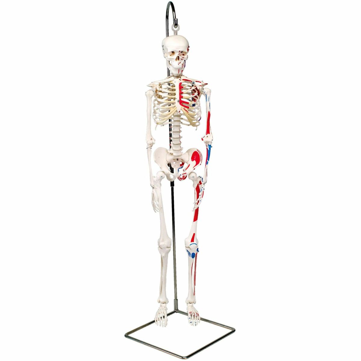 ショーティー 1/2縮尺型全身骨格モデル 筋・起始／停止色表示型 吊り下げスタンド仕様