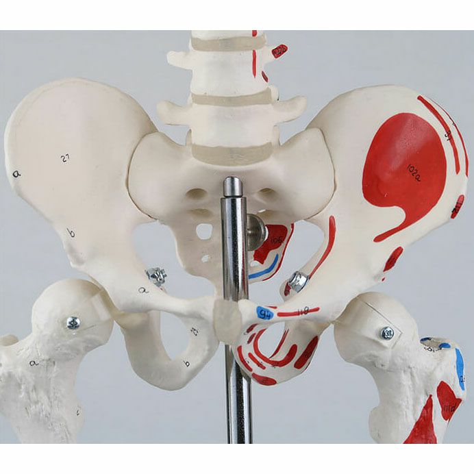 ショーティー 1/2縮尺型全身骨格モデル 筋・起始／停止色表示型 吊り下げスタンド仕様
