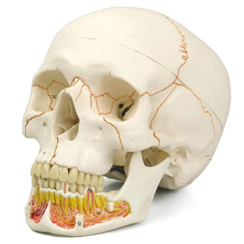 頭蓋 下顎開放型 3分解モデル