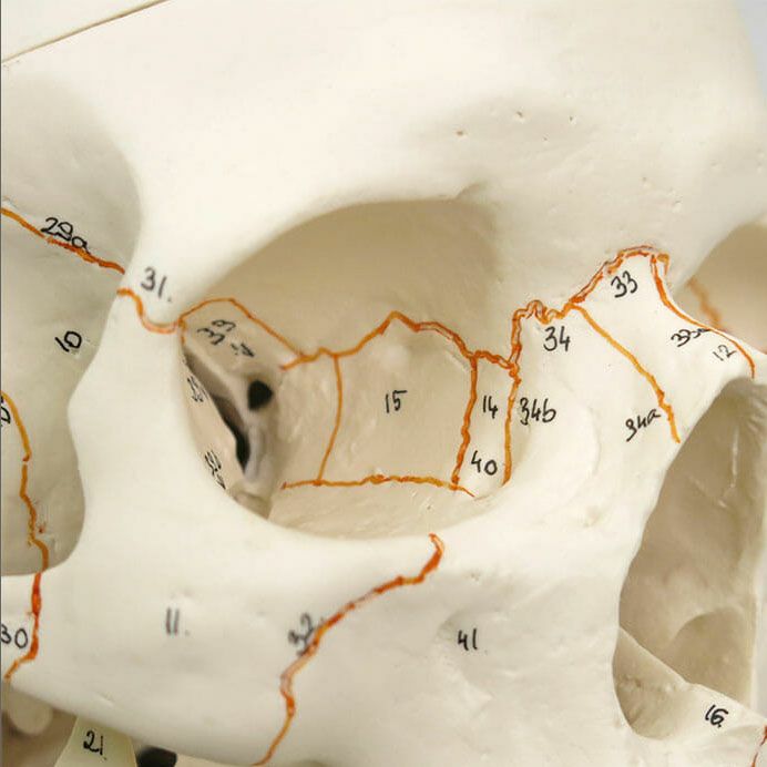 頭蓋 下顎開放型 3分解モデル