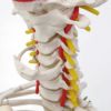脊柱可動型モデル 胸郭 大腿骨付