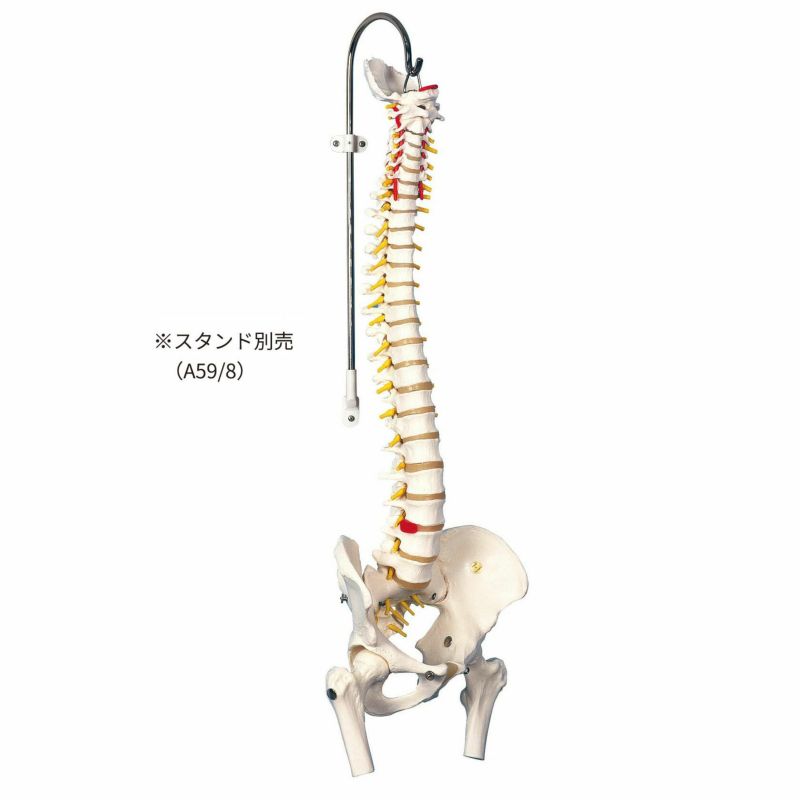 脊柱可動型モデル，金属管使用タイプ，大腿骨付