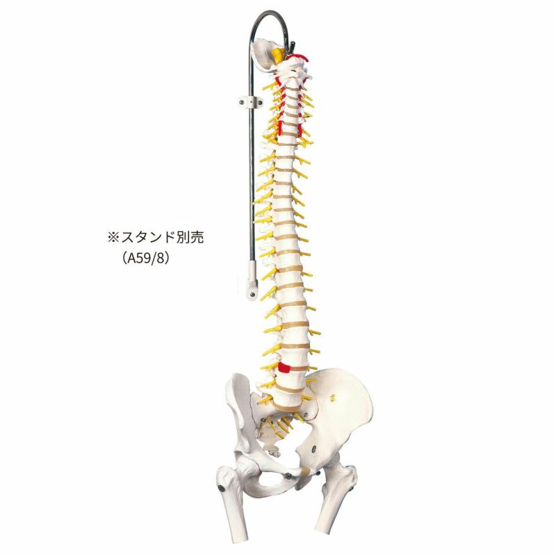 脊柱可動型モデル 延髄 馬尾 大腿骨付 A58/6 | タカチホメディカルショップ