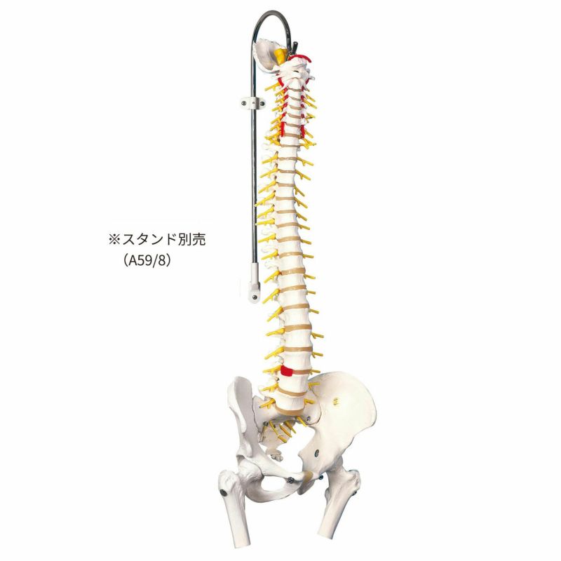 脊柱可動型モデル，延髄，馬尾，大腿骨付