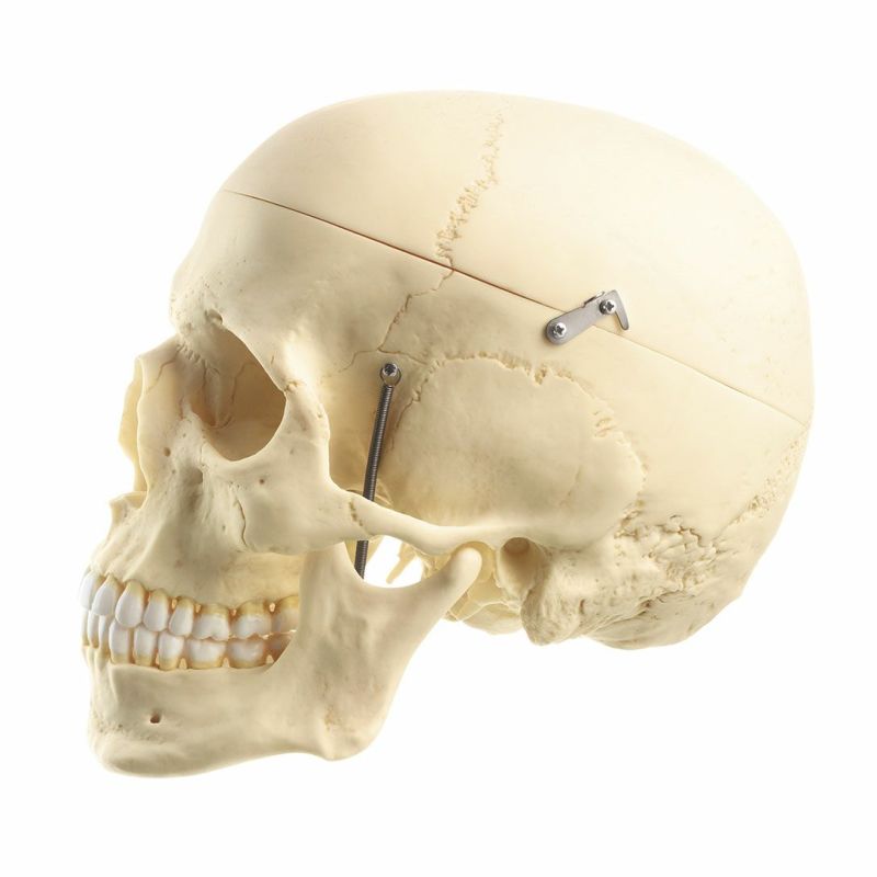 頭蓋骨模型 3分解 QS7 | タカチホメディカルショップ