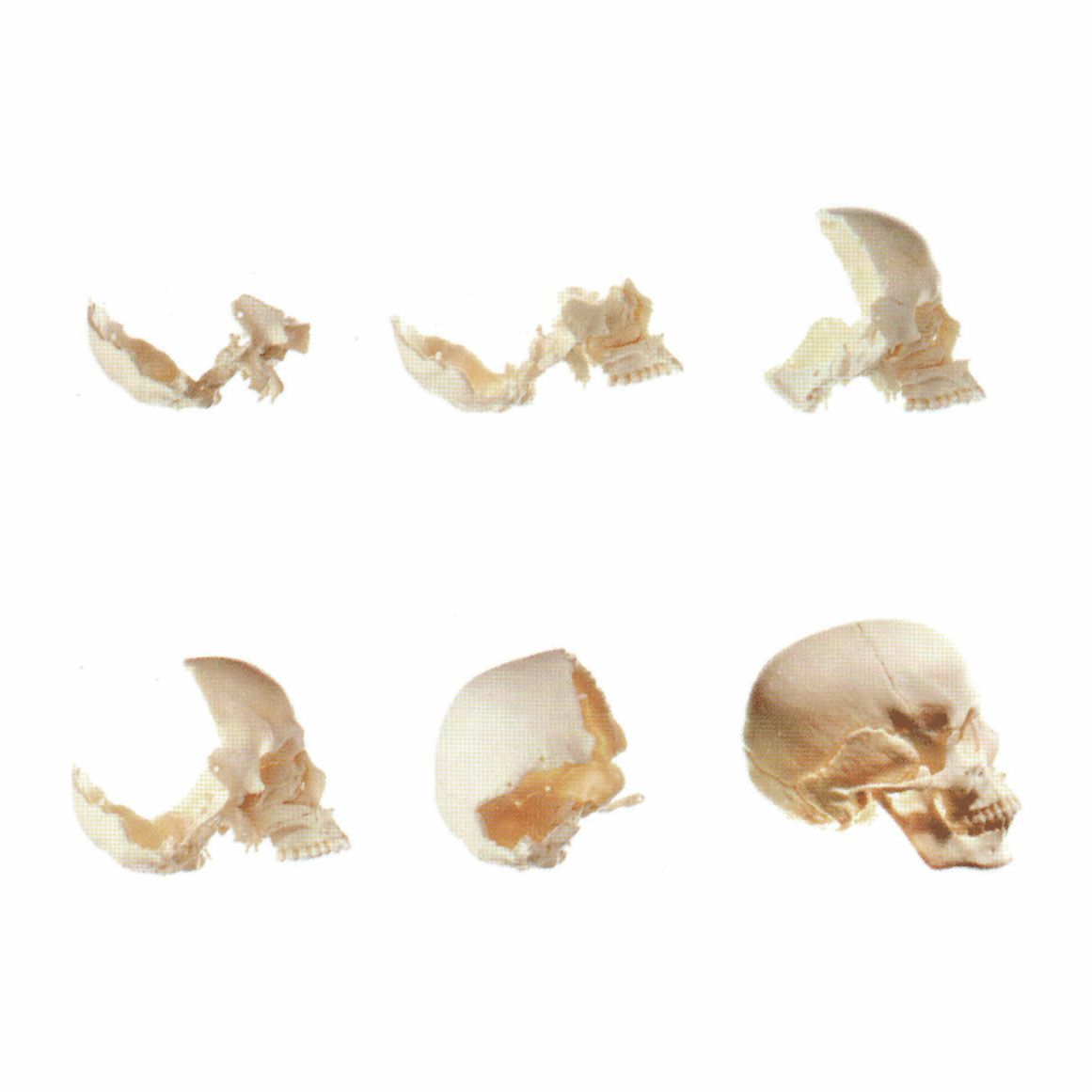 頭蓋骨模型 14分解 QS8/2