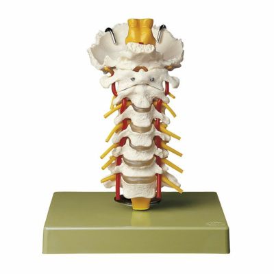 SOMSO | タカチホメディカルショップ