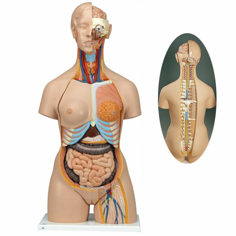 トルソー 28分解モデル 両性 背側開放型