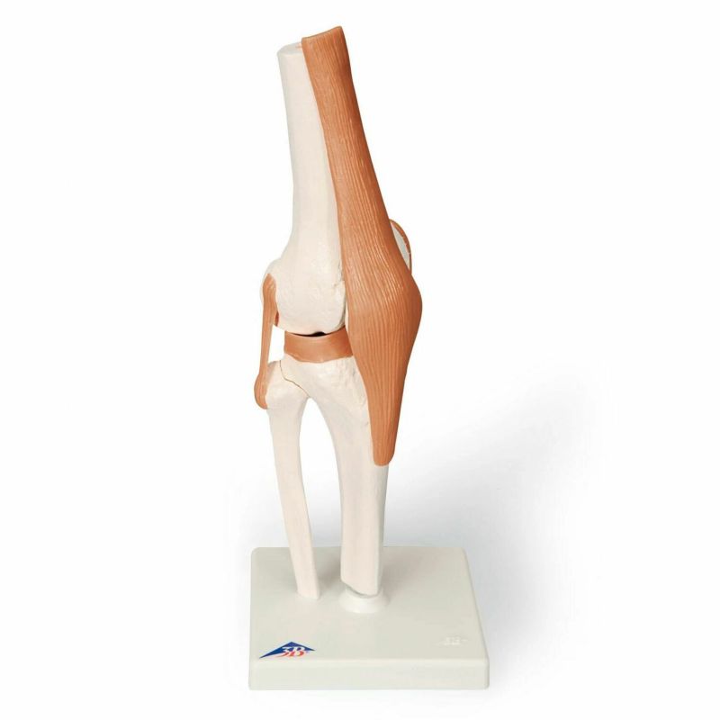 膝関節 機能モデル A82
