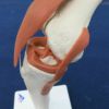 膝関節 機能モデル A82