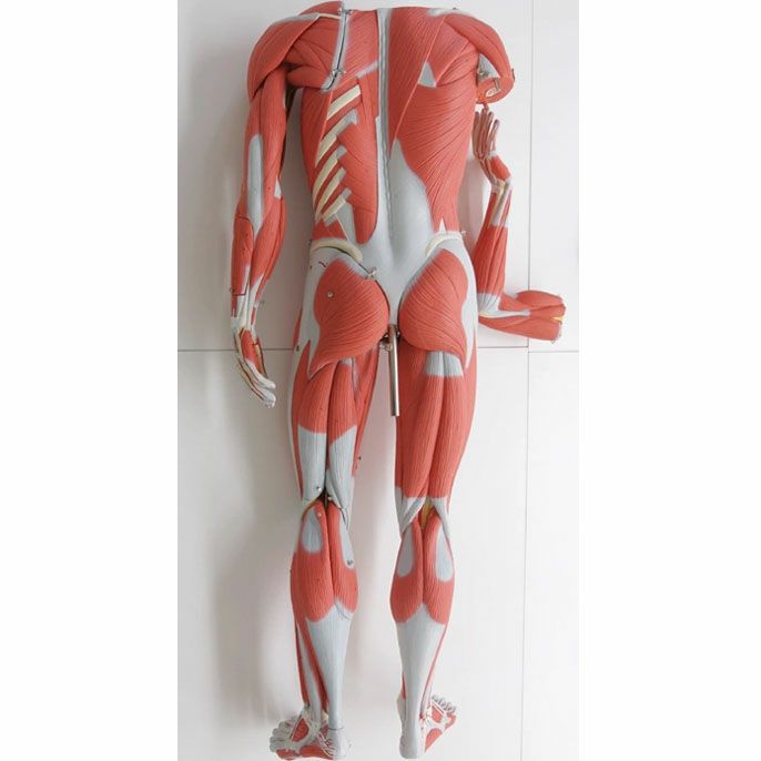 筋肉解剖 45分解モデル 両性