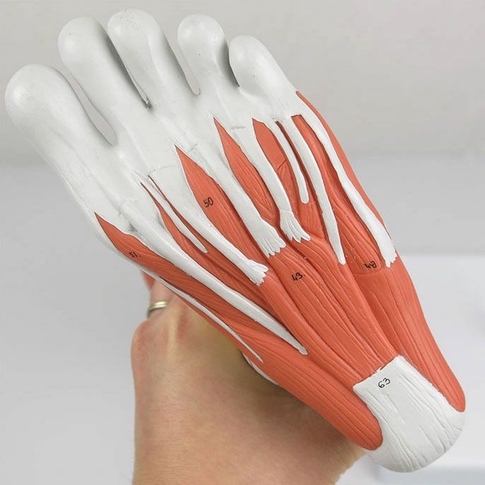 下肢の筋肉 3/4倍大・9分解モデル B50