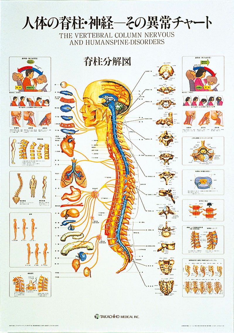 人体の脊柱・神経－その異常チャート ポスター