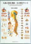 人体の脊柱・神経－その異常チャート ポスター